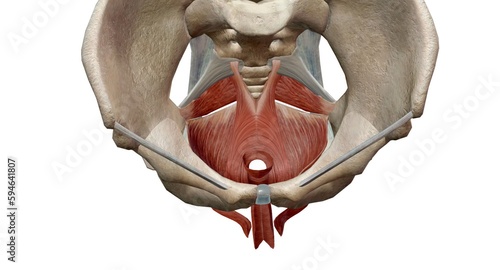 The pelvic floor muscles are located between the tailbone and th photo