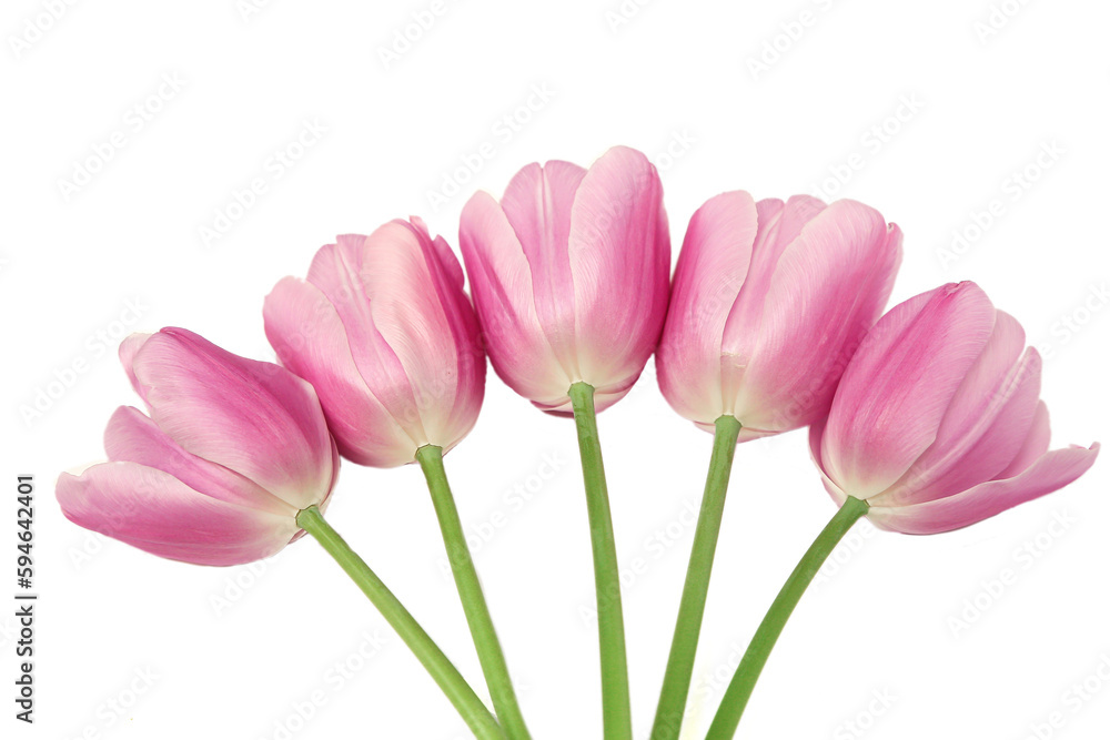 Spring flower pink tulips isolated on white background