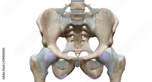 The pelvic girdle is a bony ring formed by the left and right hi