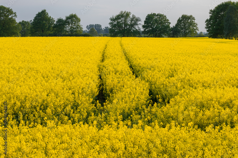 Blooming rapeseed in the field, yellow flowers to the horizon. Blooming rapeseed in the field, yellow flowers to the horizon.