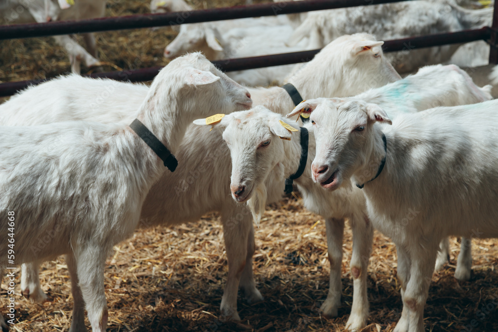 White Goats Standing at Farm in Wooden Shelter and looking at Camera. Chip in Ear. Cute and funny. Close-up.