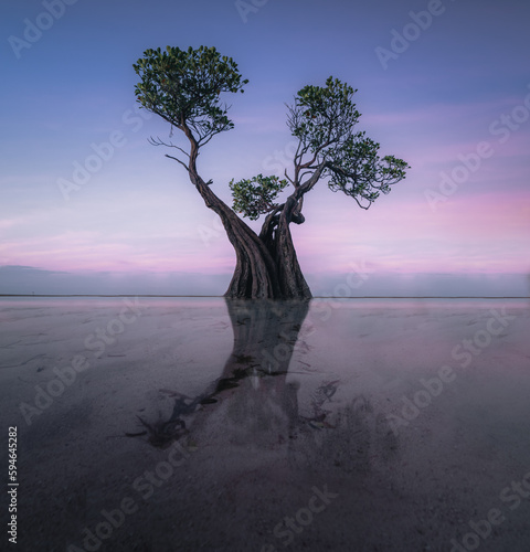 The Mangroves of Walakiri Beach, Sumba Island, Indonesia during sunset and low tide in soft light. Called Dancing trees. photo