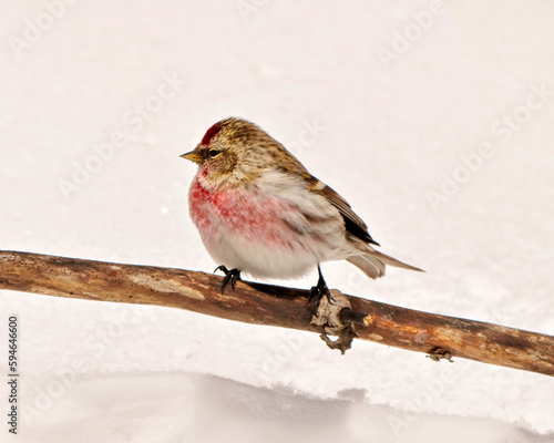 Common Red poll Photo and Image.  Close-up profile front view in the winter season perched with a white background in its environment and habitat surrounding. photo