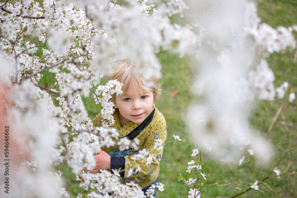 Cute blond toddler child, boy, running around blooming yellow bush, spring time, while snowing