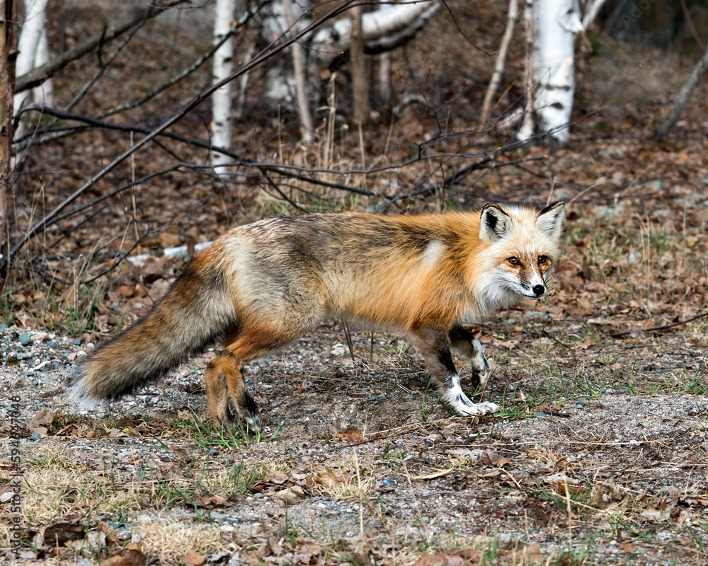 Fototapeta premium Red Fox Photo Stock. Fox Image. Side view in the springtime displaying fox tail, fur, in its environment and habitat with a blur birch trees background and brown leaves and foliage on ground. Picture.