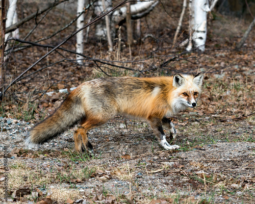 Red Fox Photo Stock. Fox Image. Side view in the springtime displaying fox tail, fur, in its environment and habitat with a blur birch trees background and brown leaves and foliage on ground. Picture. ©  Aline