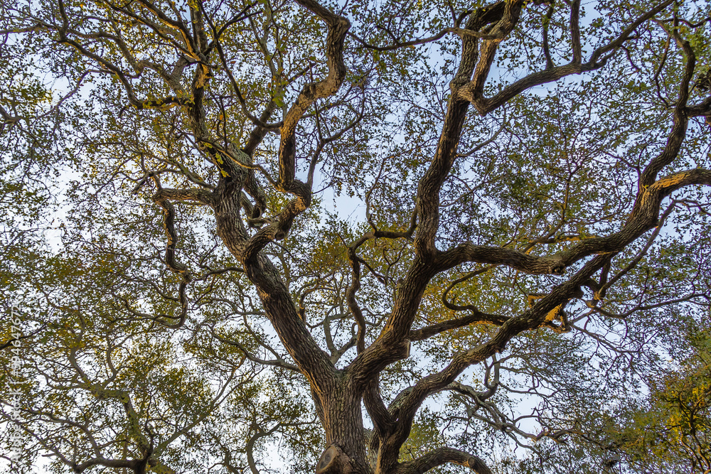 The branches of an old southern oak tree against the sky. The branches of an old southern oak tree against the sky.
