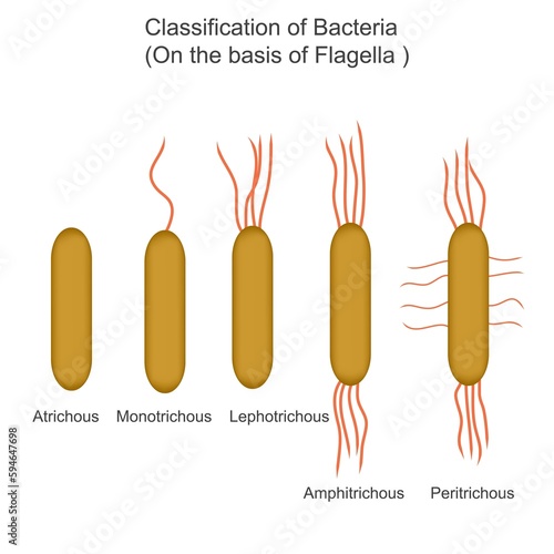 classification of bacteria on the basis of Flagella,atrichous, monotrichous, lophotrichous, amphitrichous, peritrichous, biology concept photo