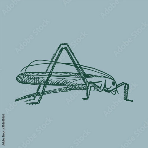 Green grasshopper in vintage style. Jumping insect, grig. Drawn by hand. Vector illustration. Design element, icon © Oxi An
