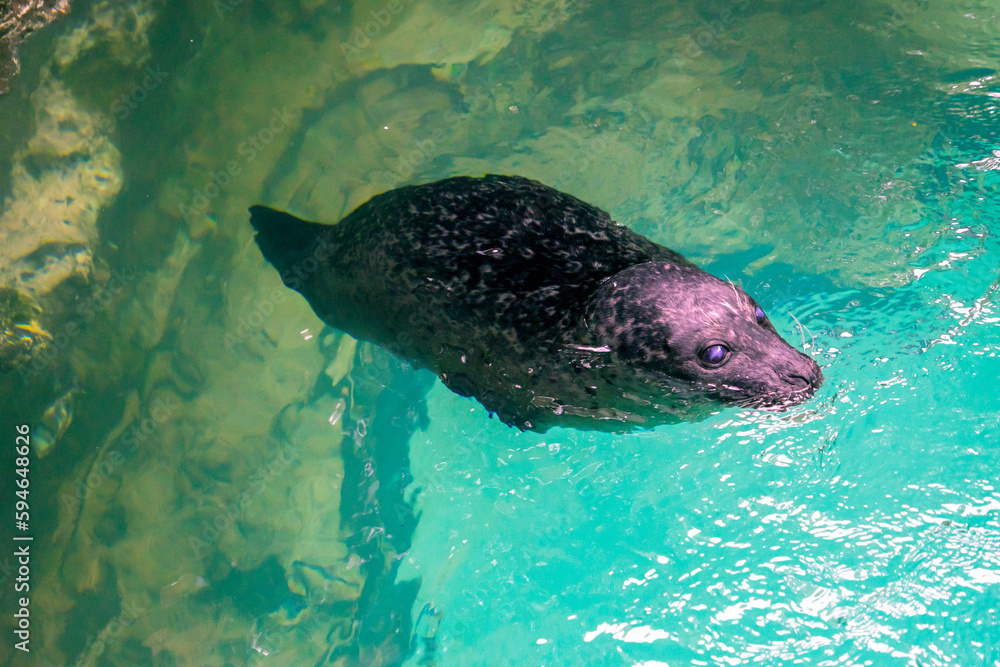 Harbour seal (phoca vitulina) swimming in water