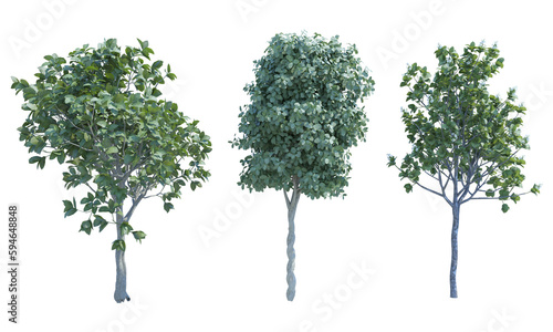 Tableau sur toile Weeping Fig Quince Tree Banyan png alpha channel set