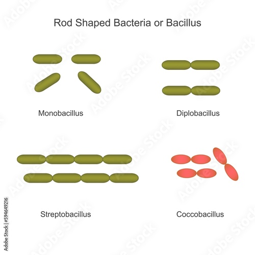 Classification of bacteria on the basis of external morphology, rod shaped bacteria or bacillus, monobacillus, diplobacillus,streptobacillus, coccobacillus, biology concept photo