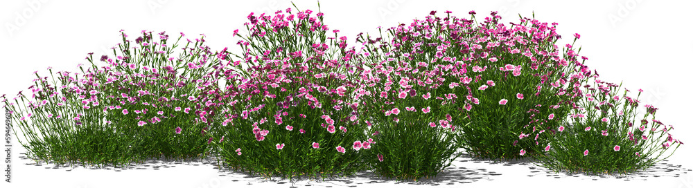 pentecost carnation clove plant group hq arch viz cutout