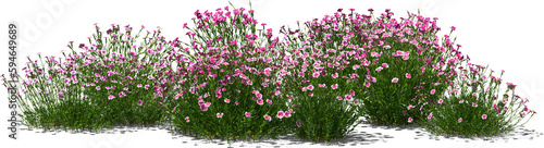 Canvas Print pentecost carnation clove plant group hq arch viz cutout