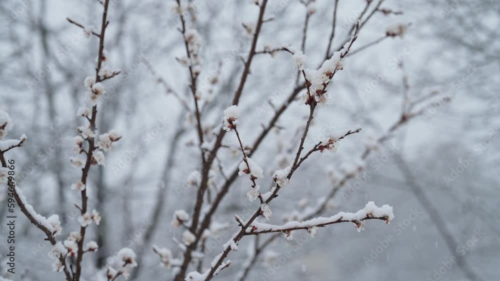 Peach tree blossom in garden under last early spring snow. Cold temperature, frost. Abnormal temperature. Consequences of climate change. High quality 4k footage Peach tree blossom in garden under last early spring snow. Cold temperature, frost. Abnormal temperature. Consequences of climate change. High quality 4k footage