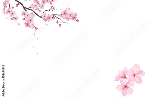 Decoration light pink cherry blossom flowers frame with white background © Coverage Studio