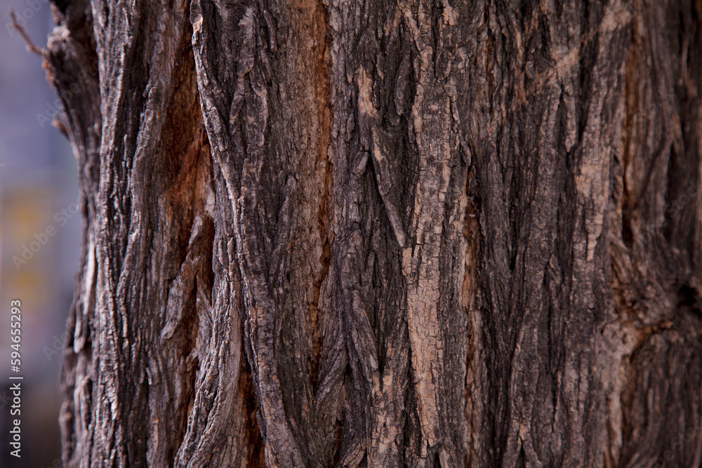 Obraz premium árbol textura