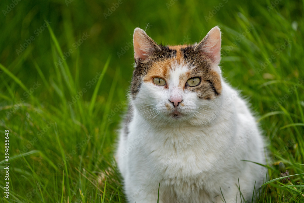 orange and white cat in the grass	
