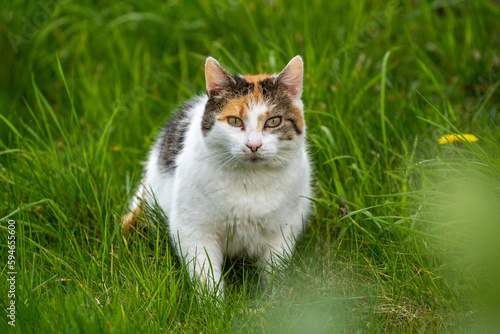 orange and white cat in the grass 
