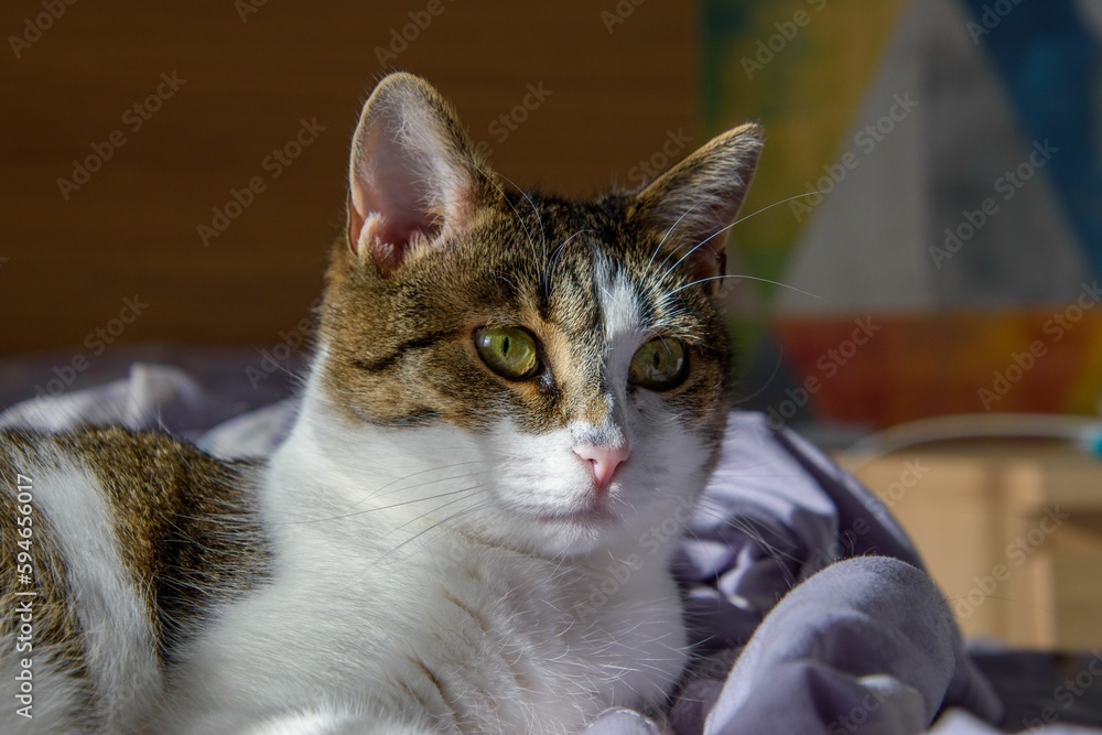 Closeup of a cat lying on a blanket, looking intently with bright, alert eyes. Closeup of a cat lying on a blanket, looking intently with bright, alert eyes.