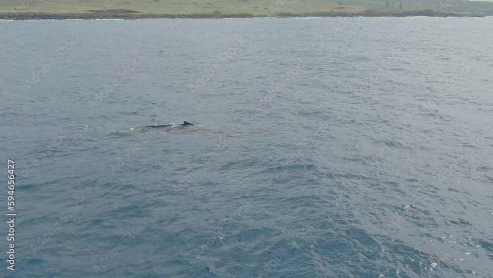 Adult Female Whale with Calf (baby) swimming and blowing air off the coast of Hawaii Adult Female Whale with Calf (baby) swimming and blowing air off the coast of Hawaii