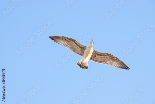 Low angle shot of a European herring gull flying under a blue sky and sunlight