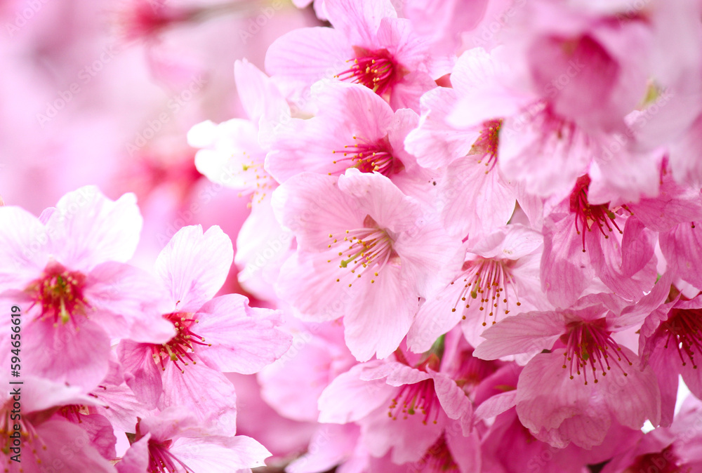 The beautiful sakura (cherry blossom) bloom in the garden The beautiful sakura (cherry blossom) bloom in the garden