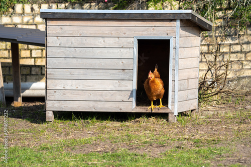 Chicken hen on a farm in a chicken coop
