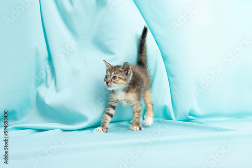 Gatito atigrado asustado