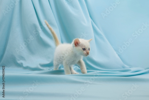 Gatito bebé color blanco caminando