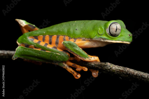 Tiger-striped tree frog (Callimedusa tomopterna) French Guiana South America