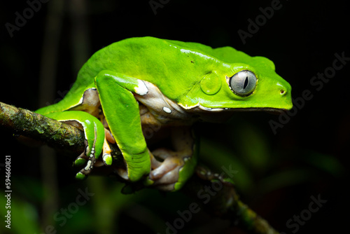 Giant monkey frog (Phyllomedusa bicolor) French Guiana South America