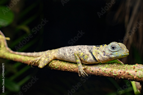 Blue-lipped tree lizard (Plica umbra) French Guiana South America