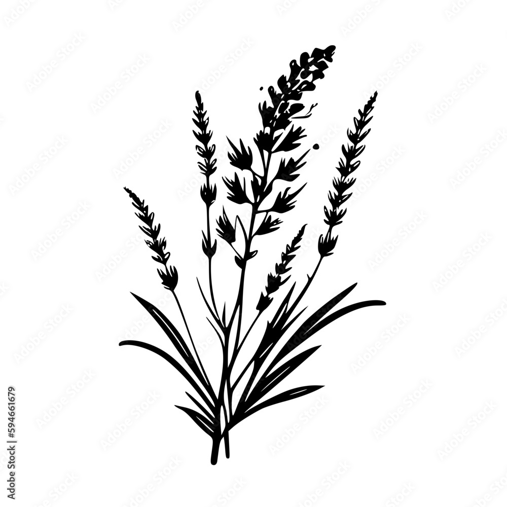 Lavender | Black and White Vector illustration Lavender | Black and White Vector illustration