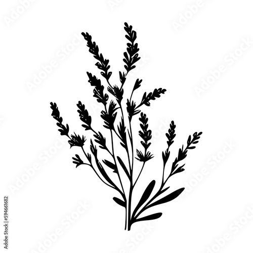 Lavender | Minimalist and Simple Silhouette - Vector illustration
