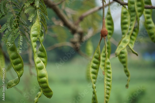 Fotografie Sato seeds (Parkia speciosa, Parkia speciosa, petai, pete, twisted cluster bean, stinky bean) with natural background