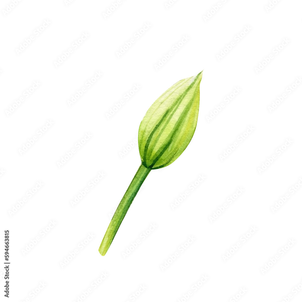 Climates bud and leaf on an isolated white background. Watercolor illustrations. Climates bud and leaf on an isolated white background. Watercolor illustrations.