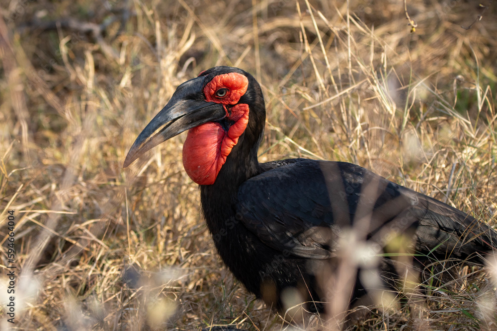 Fototapeta premium Southern Ground Hornbill (Bucorvus leadbeateri) (Bromvoël) in the Kruger National Park