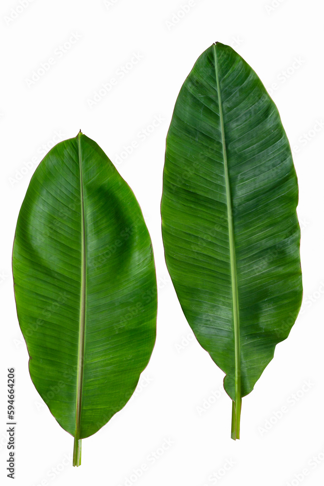 Obraz premium banana leaf on white background