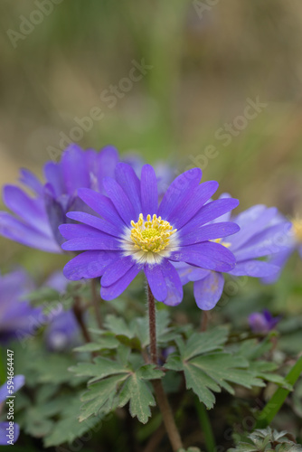 A purple Balcan anemone (Anemone blanda).
