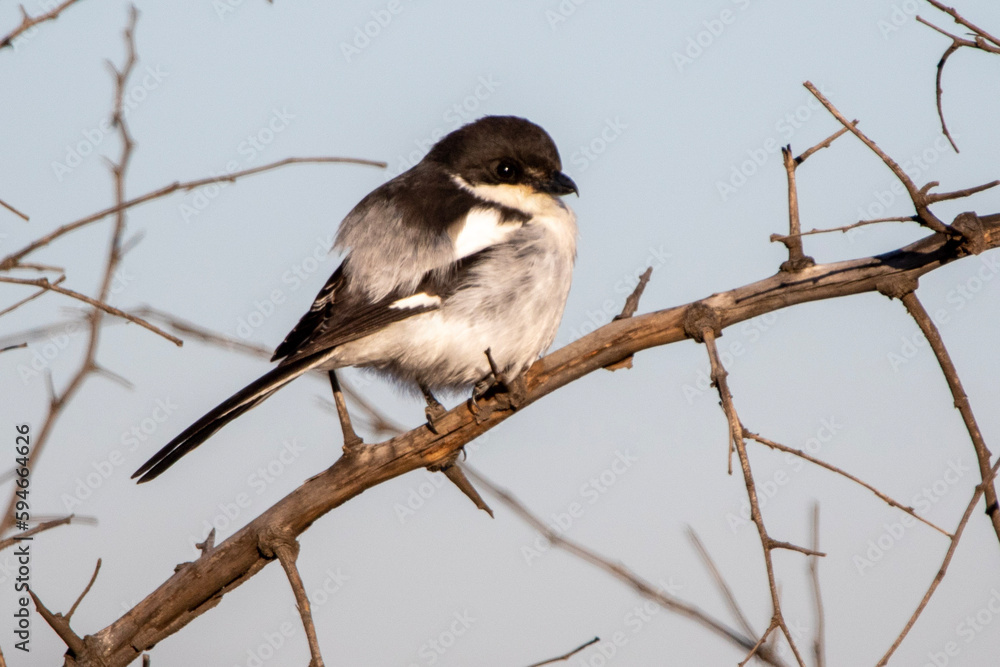 Obraz premium Southern Fiscal or Fiscal Shrike (Lanius collaris) (Fiskaallaksman) in Rietvlei Nature Reserve