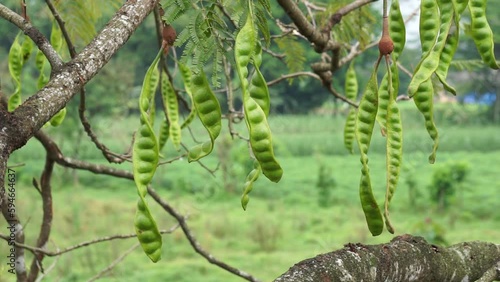 Sato seeds (Parkia speciosa, Parkia speciosa, petai, pete, twisted cluster bean, stinky bean) with natural background. Petai is one of the exotic fruit which special strong aroma from Indonesia. photo