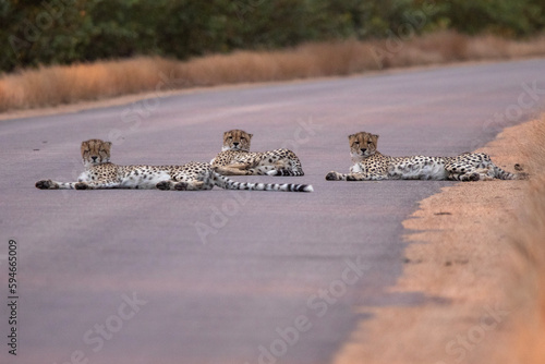 Cheetah in Kruger National Park (Acinonyx jubatus) 