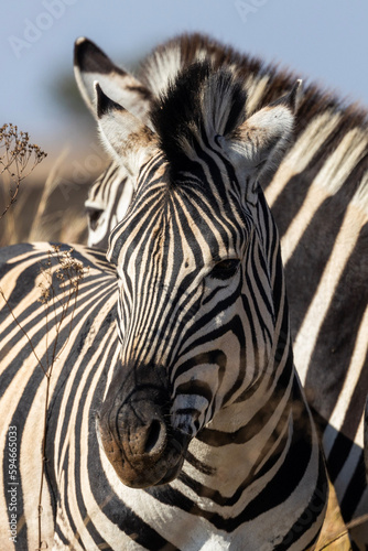 Zebra  Equus quagga  in Rietvlei Nature Reserve 