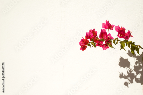 Fototapeta Beautiful pink blooming bougainvillaea on white wall background at sunlight