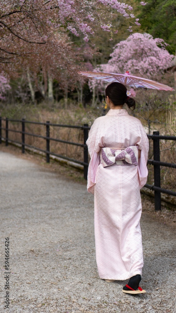single asian woman wearing pink japanese kimono walking on the street carrying umbrella with her, she looks very happy posing under the sakura or cherry blossoms tree single asian woman wearing pink japanese kimono walking on the street carrying umbrella with her, she looks very happy posing under the sakura or cherry blossoms tree