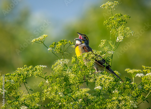 Singing Dickcissel photo