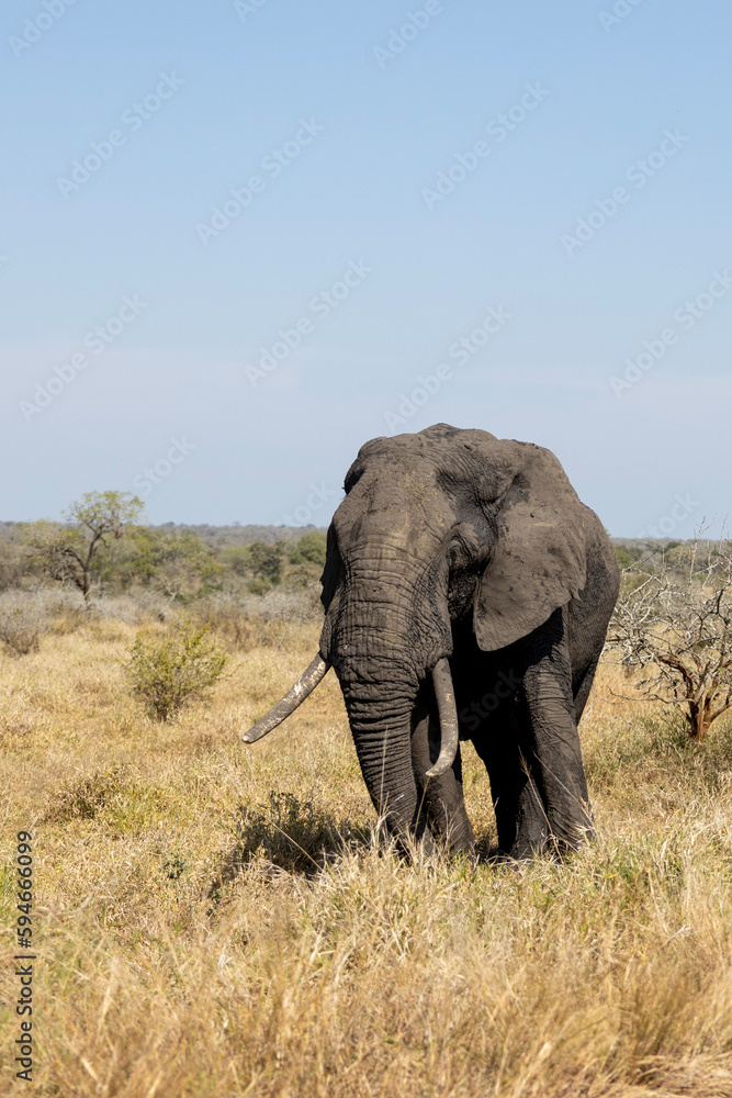 Fototapeta premium Large Elephant in Kruger National Park