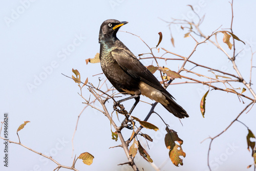 Foto Pied Starling (Witgatspreeu) (Lamprotornis bicolor) in Rietvlei Nature Reserve