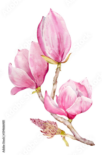Watercolor botanical flowers of pink Magnolia. Isolated magnolia illustration element. Realistic illustration of a spring magnolia branch  large flowers. High detailed  hand drawn art.